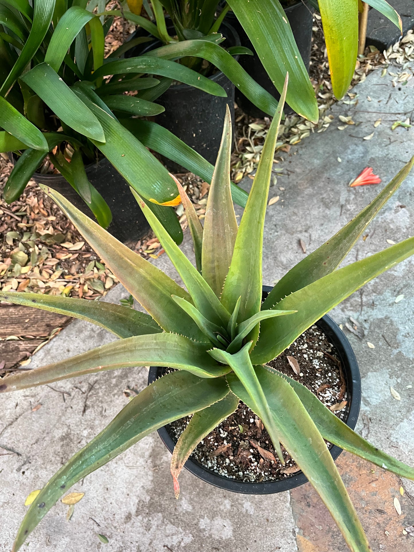 Live 'Hercules' Aloe : The Quintessential Tree Aloe