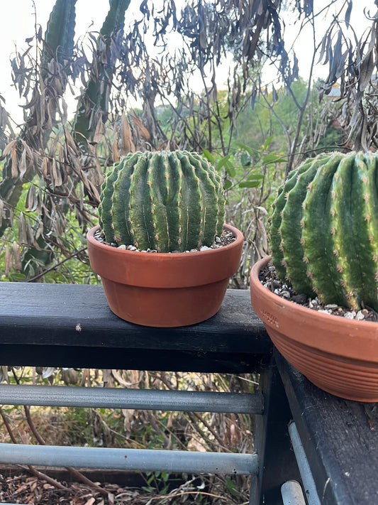 Spineless Golden Barrel Cactus | Echinocactus grusonii var. subinermis | Architectural Plant