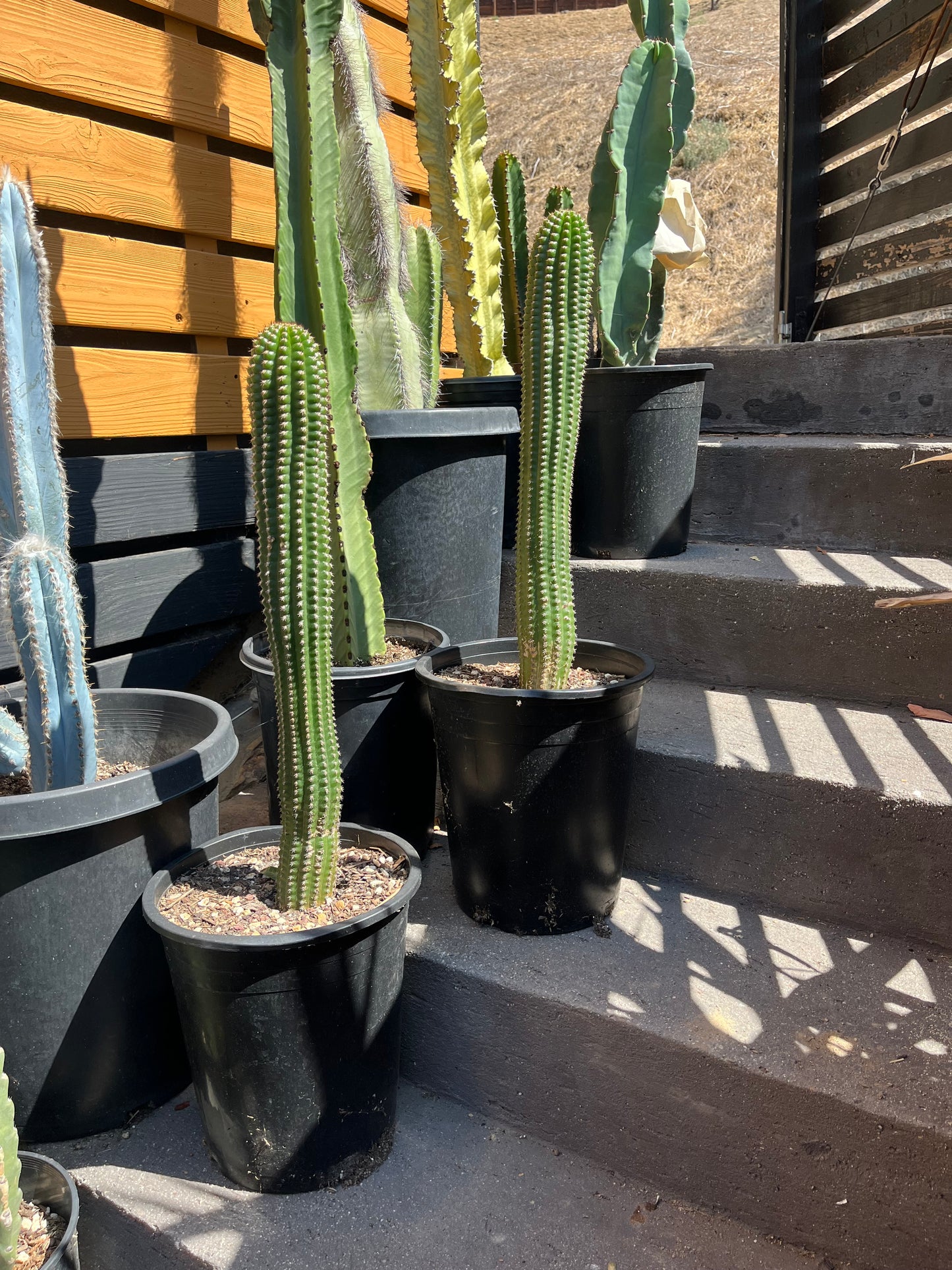 Indian Comb Cactus Large Single Stem - Trichocereus brevispinulosus | Rare Live Columnar Cactus
