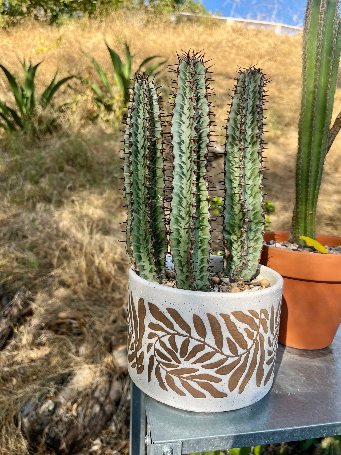 Enchanting Zebra Cactus - Euphorbia confinalis ssp. rhodesia