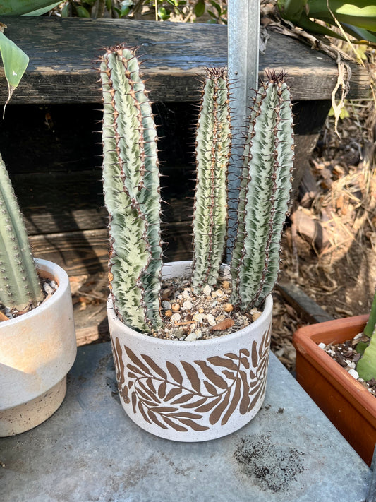 Enchanting Zebra Cactus - Euphorbia confinalis ssp. rhodesia