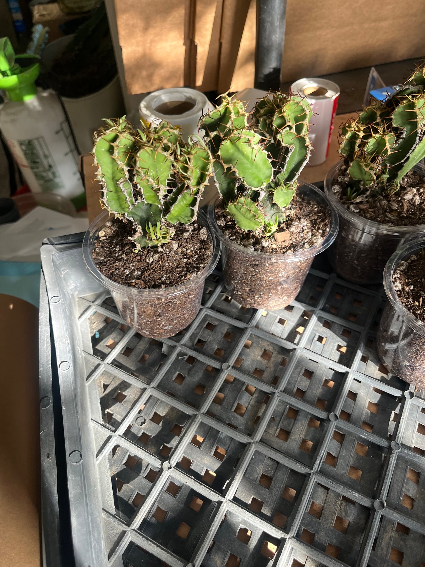 Branching Euphorbia graniticola — Mature Rare Caudex-forming Succulent