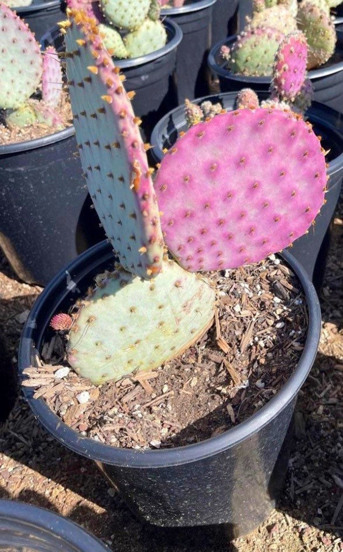 Santa Rita Opuntia or Violet Prickly Pear | Rooted Cactus Clusters & Cuttings