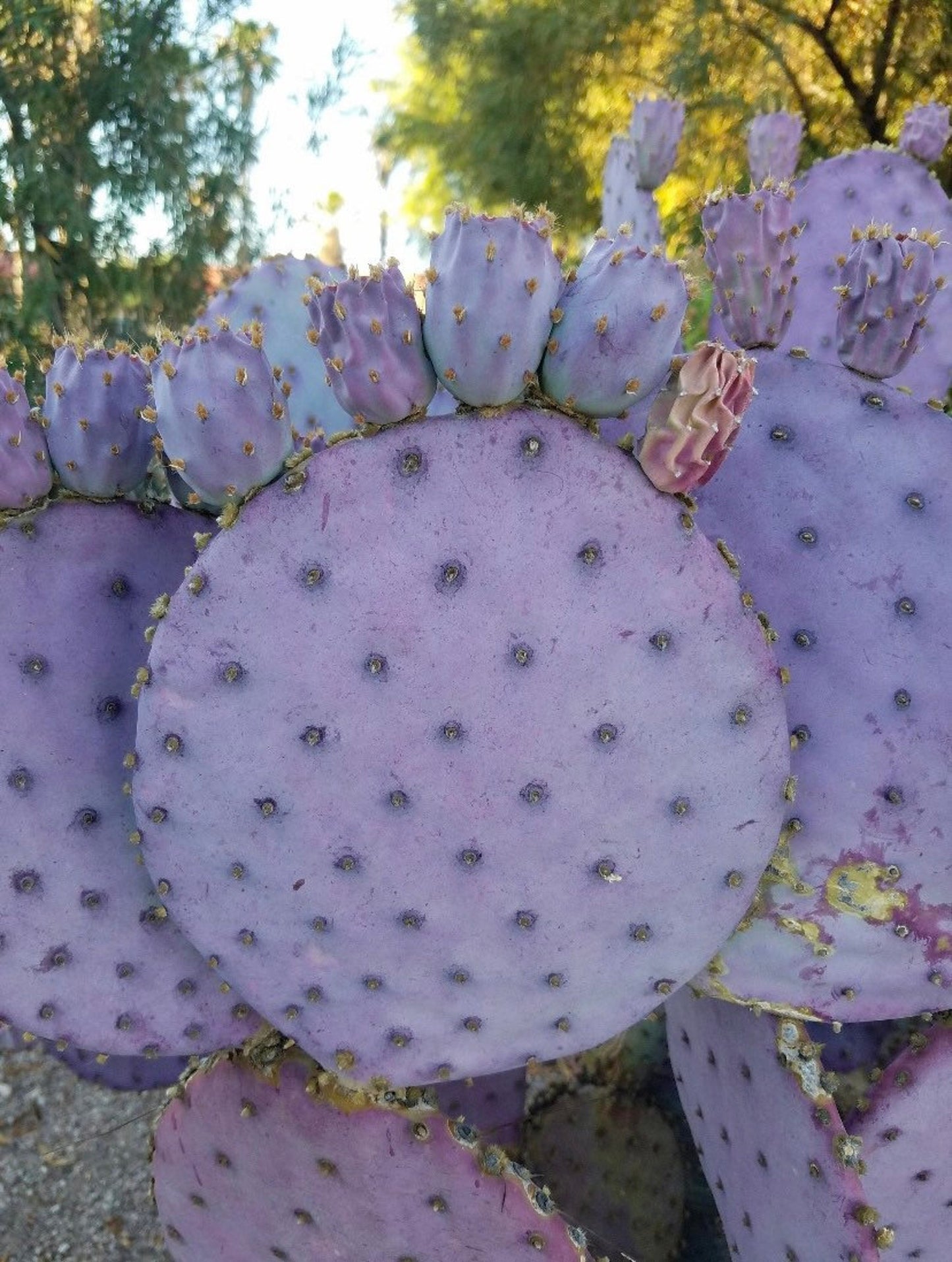 Santa Rita Opuntia or Violet Prickly Pear | Rooted Cactus Clusters & Cuttings