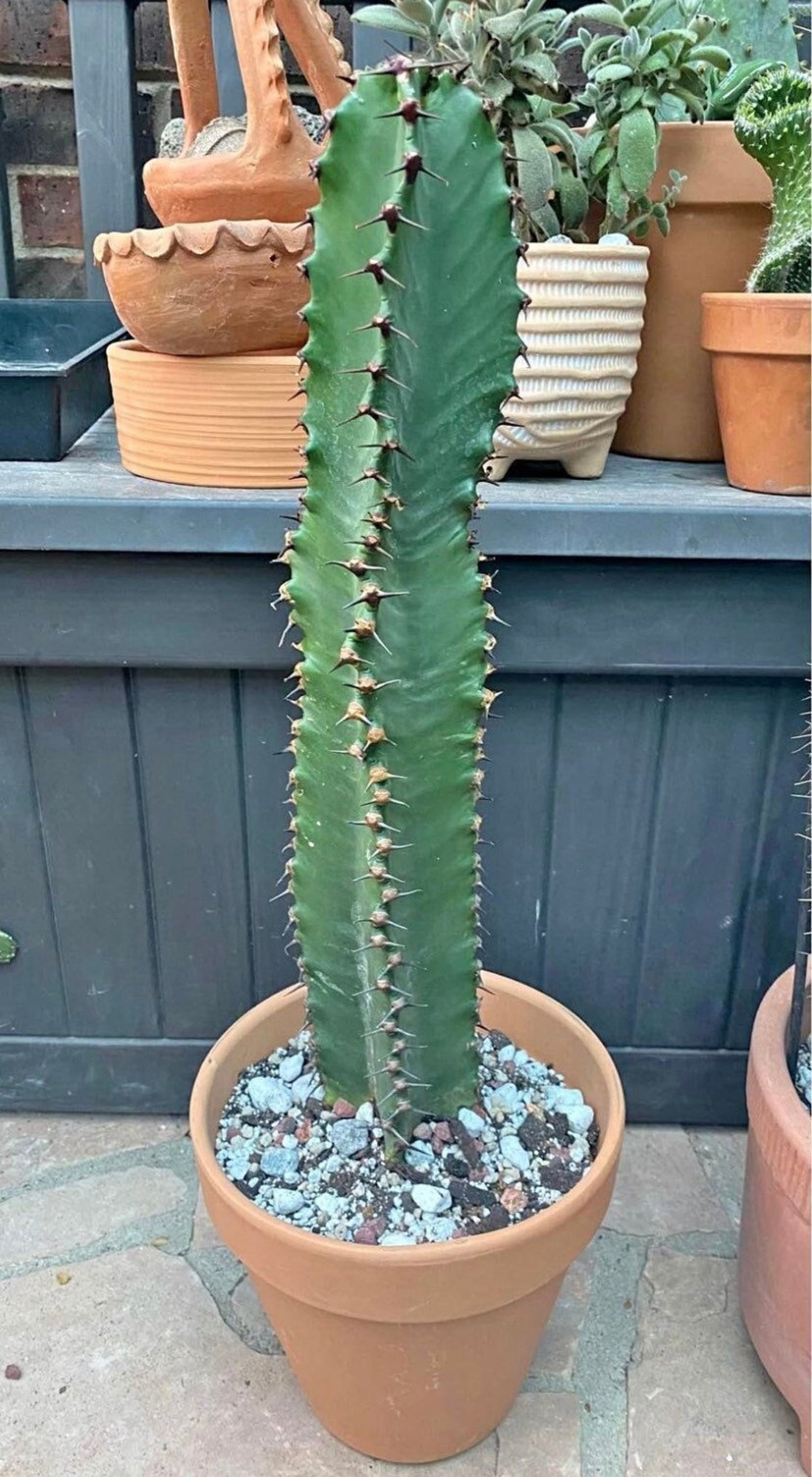 Chocolate Drop Euphorbia Candelabra Tree | Gorgeous Rooted Cactus-like Succulent | houseplant garden DIY Indoor Outdoor