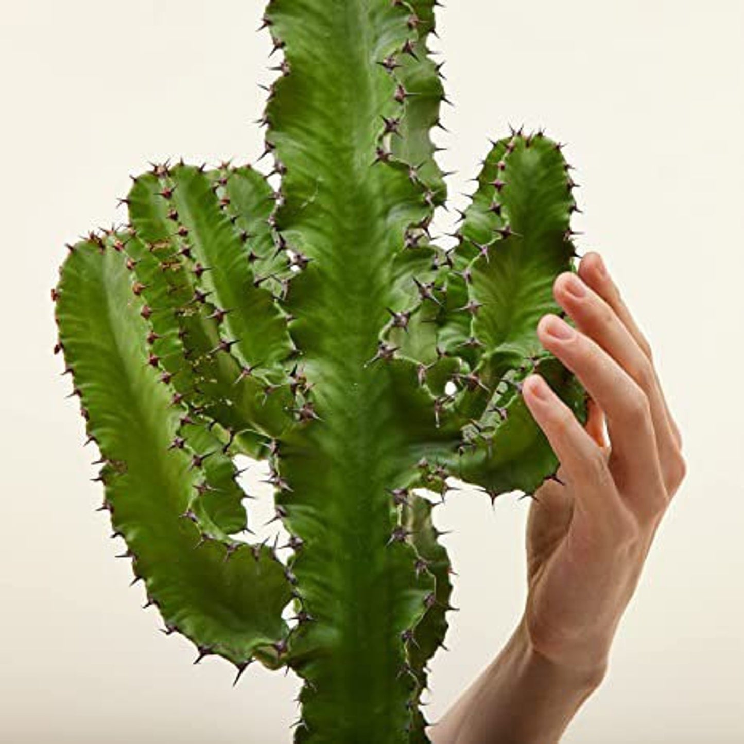 Chocolate Drop Euphorbia Candelabra Tree | Gorgeous Rooted Cactus-like Succulent | houseplant garden DIY Indoor Outdoor