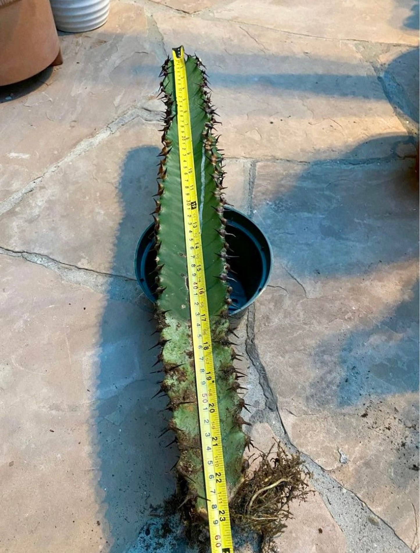 Chocolate Drop Euphorbia Candelabra Tree | Gorgeous Rooted Cactus-like Succulent | houseplant garden DIY Indoor Outdoor