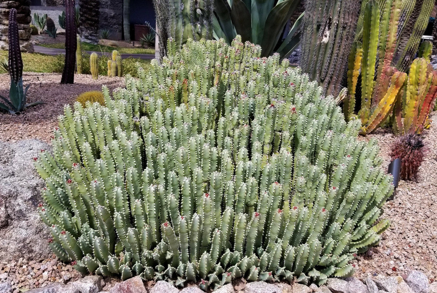 Huge Euphorbia Resinifera | Moroccan Mound/Resin Spurge | large Cactus-like Succulent ground cover | Garden Gift DIY