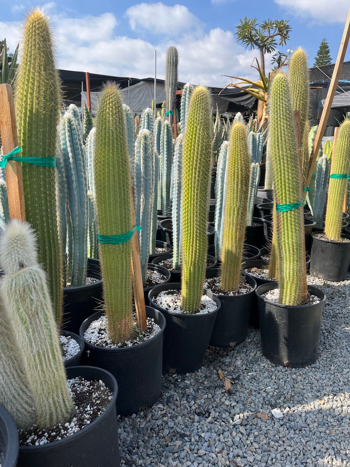 Colossal Golden Torch Cactus - Echinopsis spachiana - Colorful, thick & hearty cacti Gift DIY Garden
