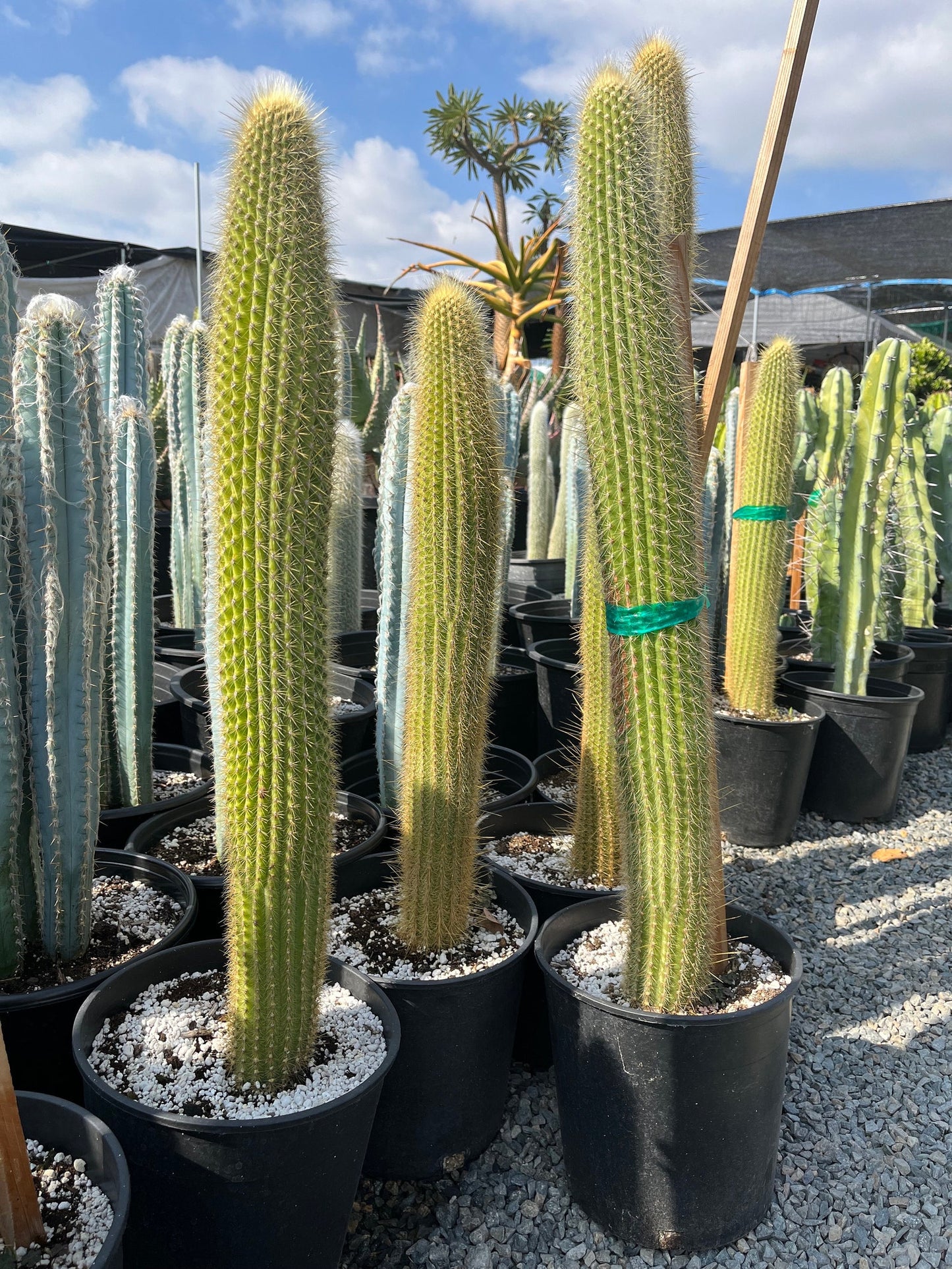 Colossal Golden Torch Cactus - Echinopsis spachiana - Colorful, thick & hearty cacti Gift DIY Garden