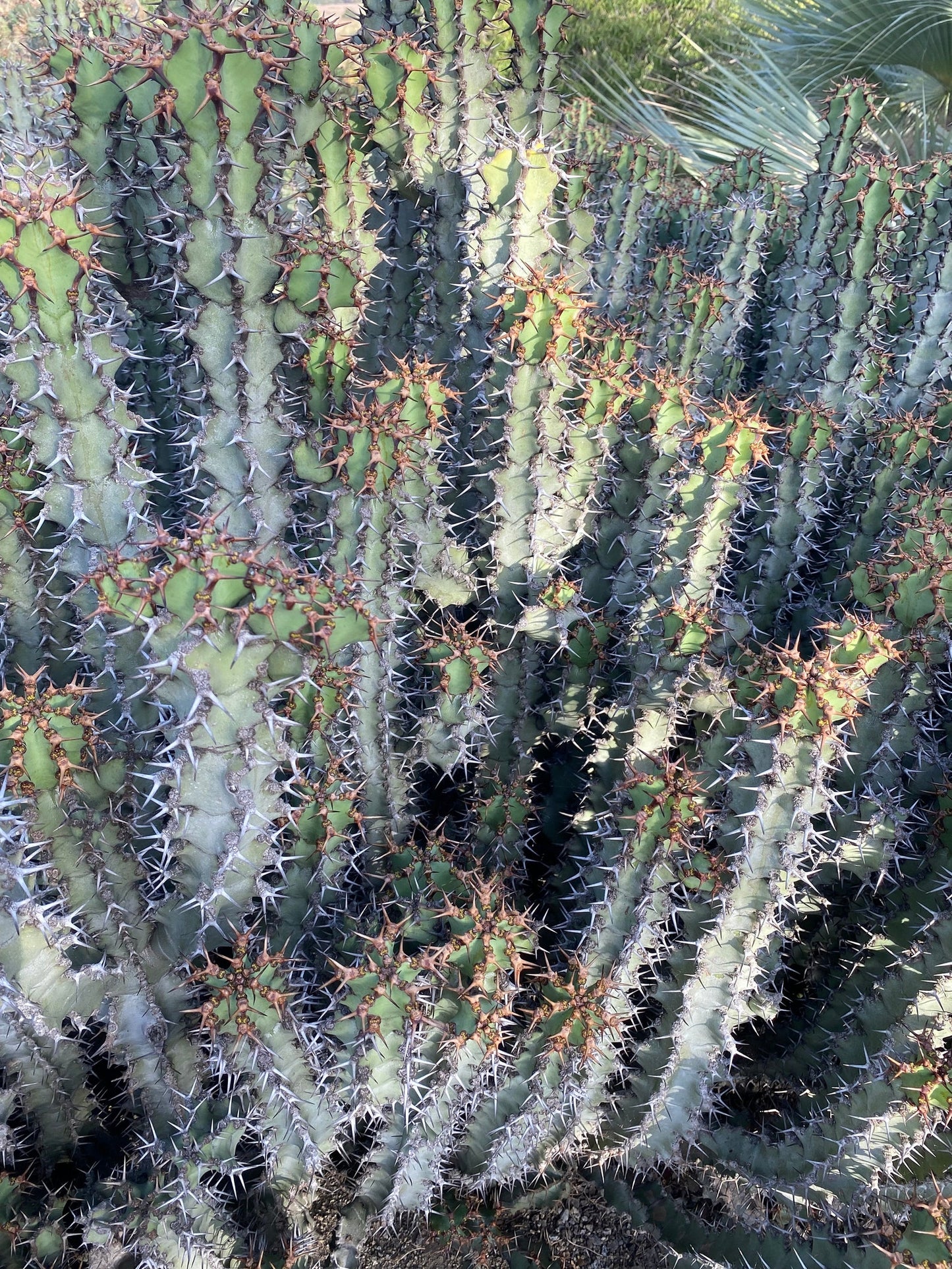 Euphorbia Coerulescens - Handsome Live Rooted Succulent Cacti | landscape garden houseplant DIY