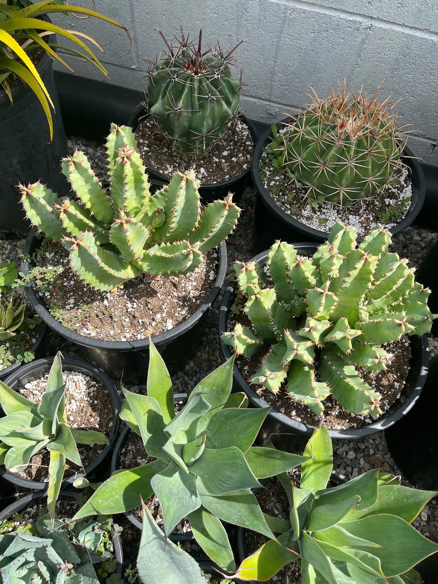Huge Euphorbia Resinifera | Moroccan Mound/Resin Spurge | large Cactus-like Succulent ground cover | Garden Gift DIY