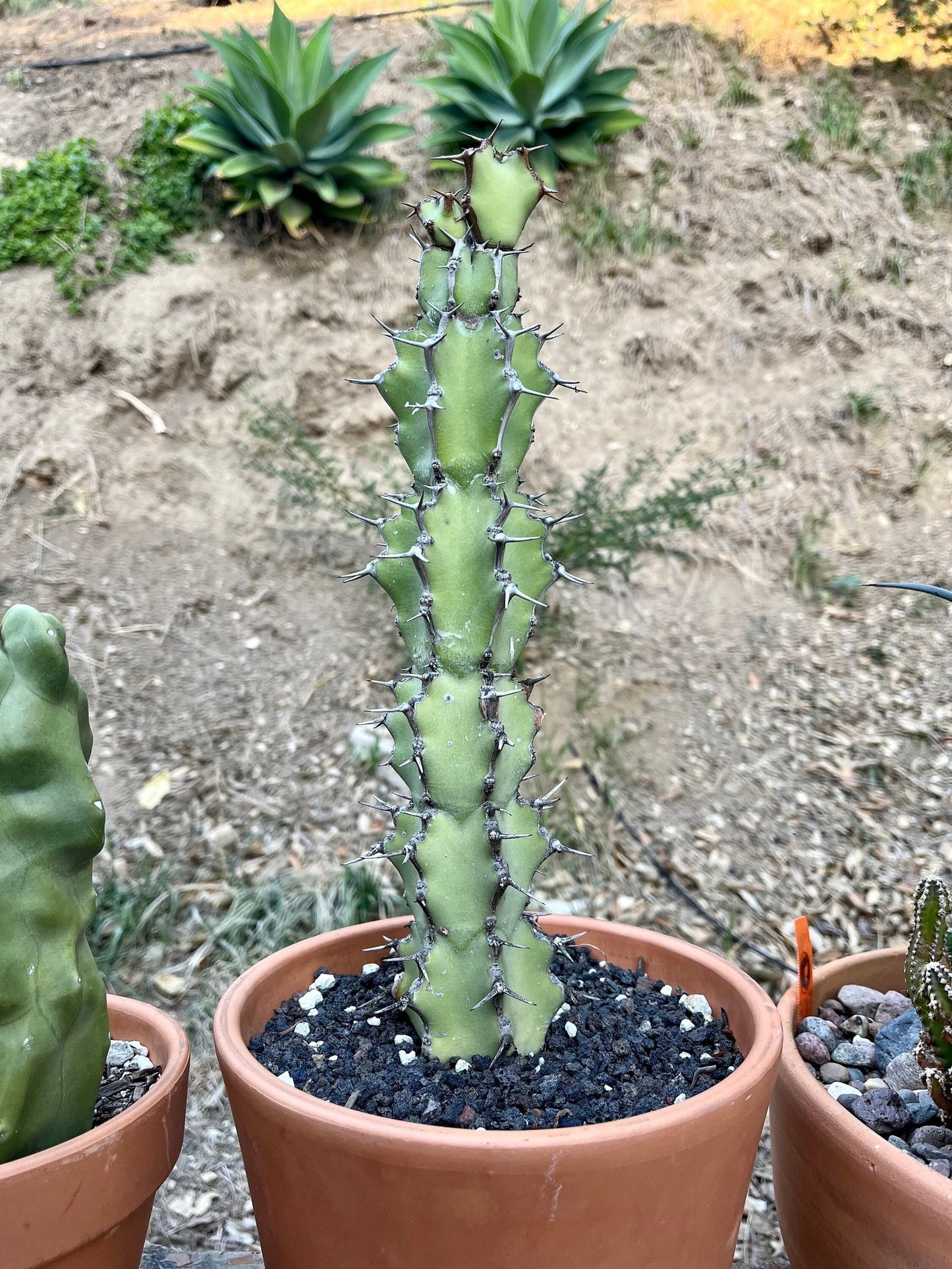 Euphorbia Coerulescens - Handsome Live Rooted Succulent Cacti | landscape garden houseplant DIY