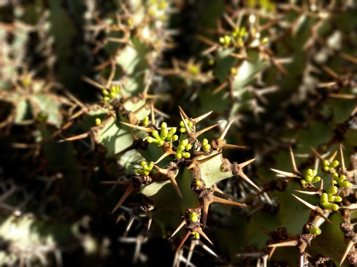 Euphorbia Coerulescens - Handsome Live Rooted Succulent Cacti | landscape garden houseplant DIY
