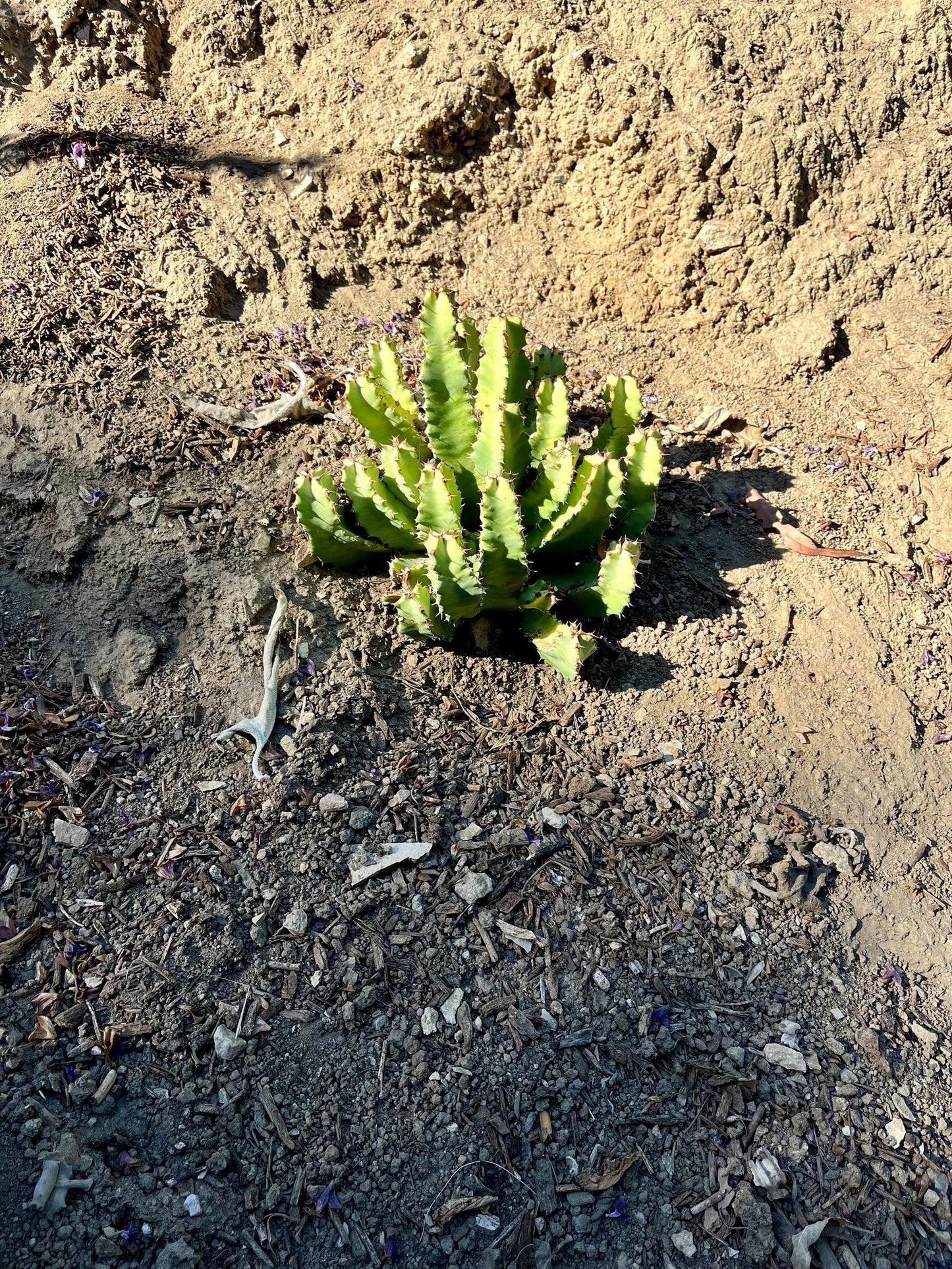 Huge Euphorbia Resinifera | Moroccan Mound/Resin Spurge | large Cactus-like Succulent ground cover | Garden Gift DIY