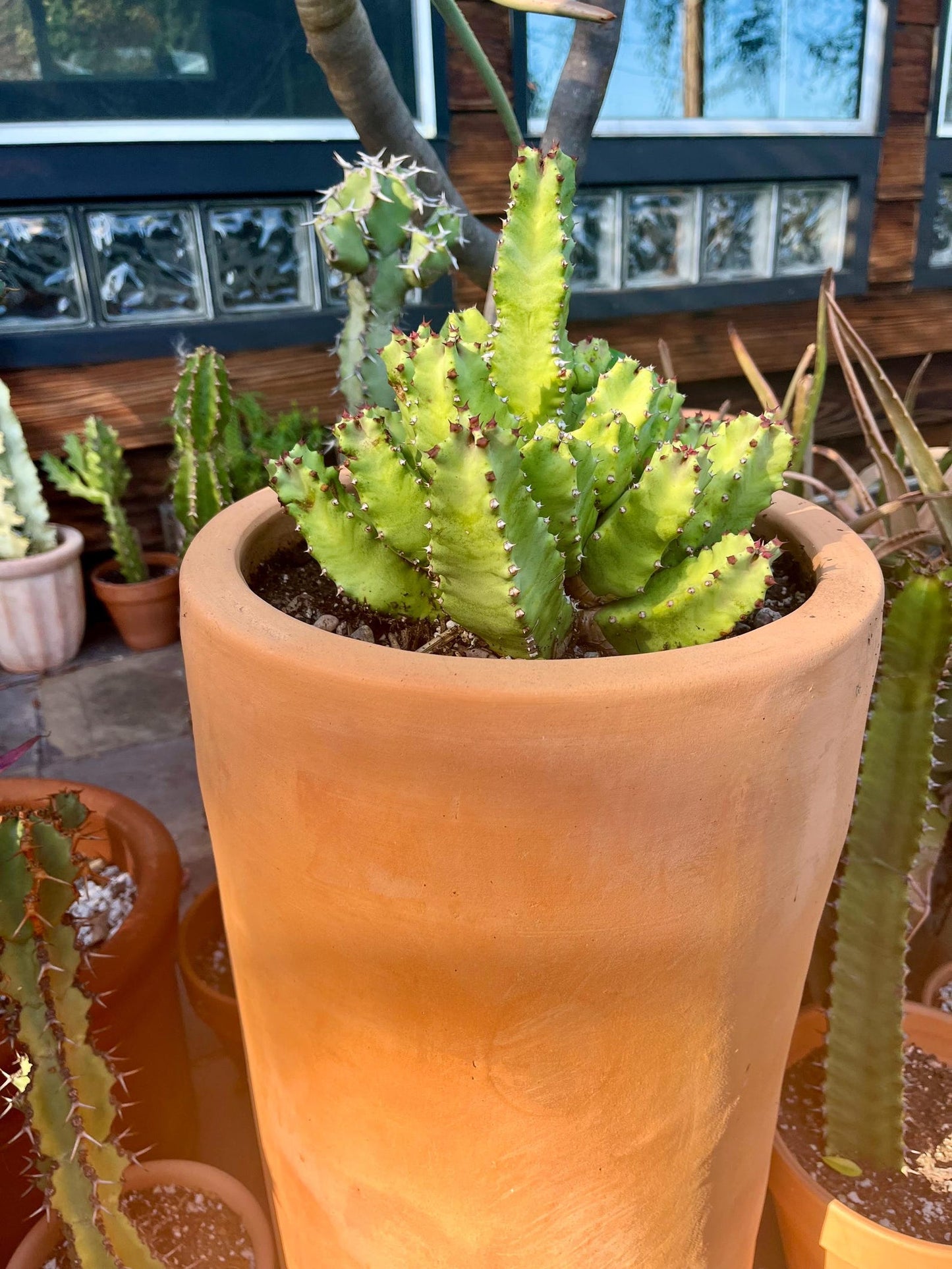 Huge Euphorbia Resinifera | Moroccan Mound/Resin Spurge | large Cactus-like Succulent ground cover | Garden Gift DIY
