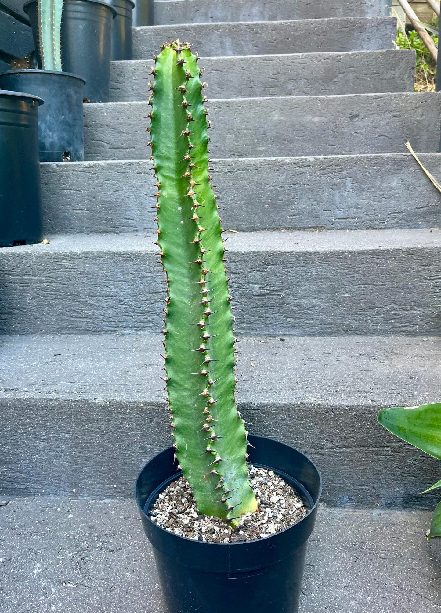 Chocolate Drop Euphorbia Candelabra Tree | Gorgeous Rooted Cactus-like Succulent | houseplant garden DIY Indoor Outdoor