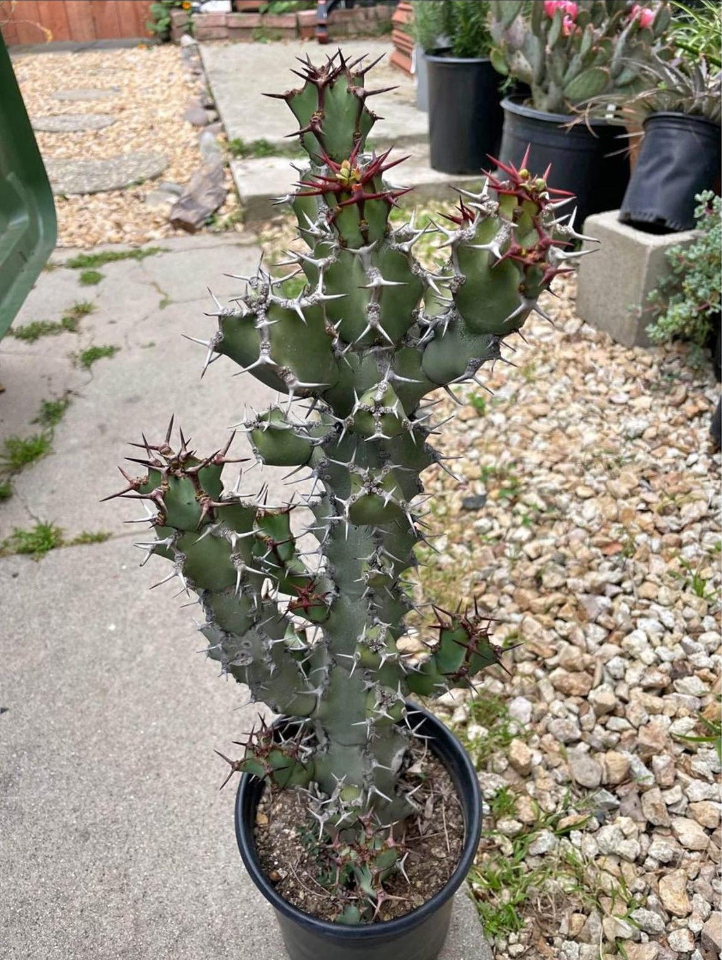 Euphorbia Coerulescens - Handsome Live Rooted Succulent Cacti | landscape garden houseplant DIY