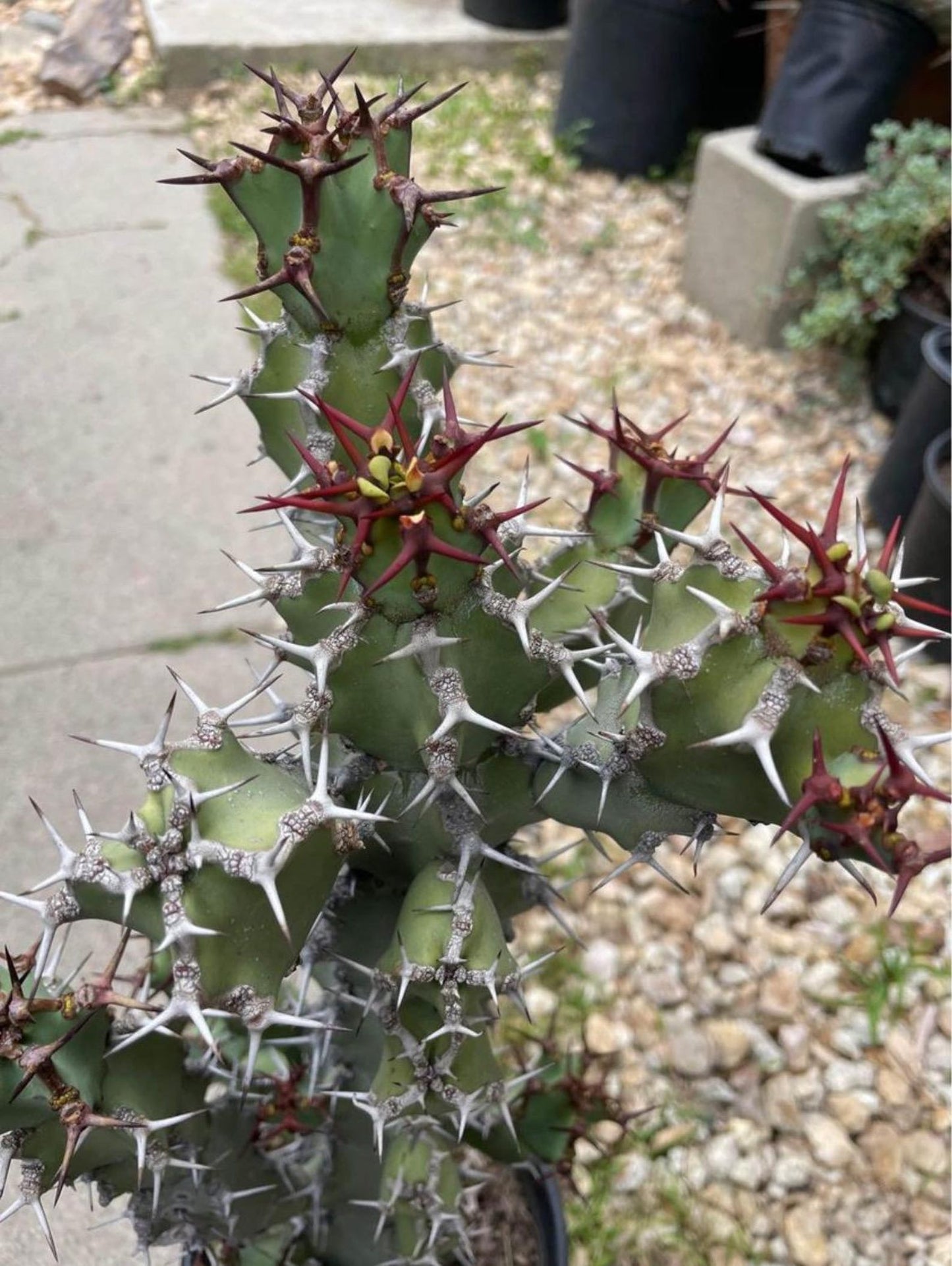 Euphorbia Coerulescens - Handsome Live Rooted Succulent Cacti | landscape garden houseplant DIY