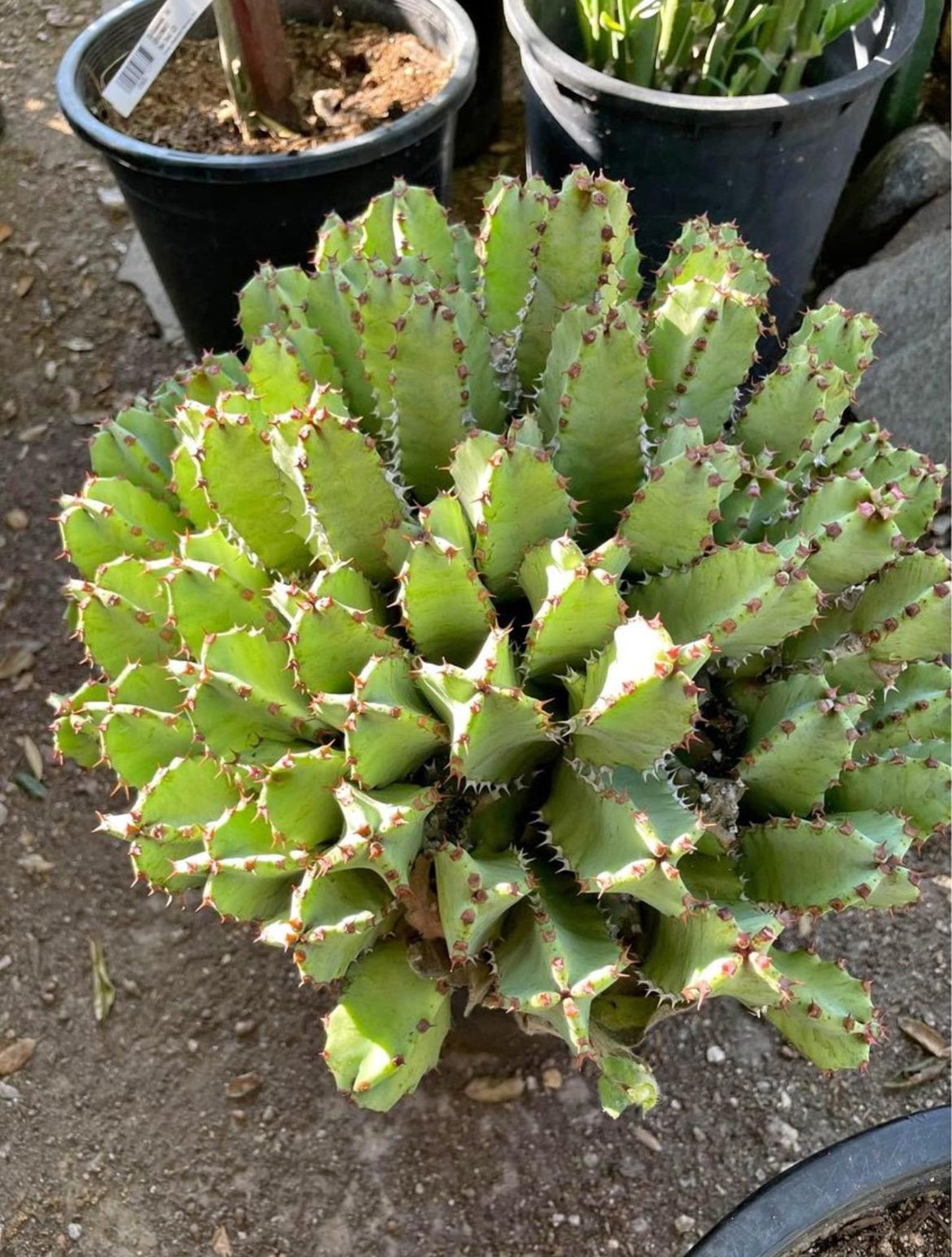 Huge Euphorbia Resinifera | Moroccan Mound/Resin Spurge | large Cactus-like Succulent ground cover | Garden Gift DIY