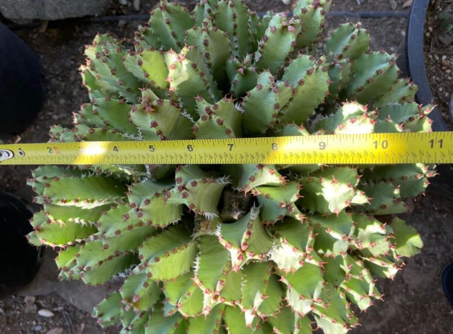 Huge Euphorbia Resinifera | Moroccan Mound/Resin Spurge | large Cactus-like Succulent ground cover | Garden Gift DIY