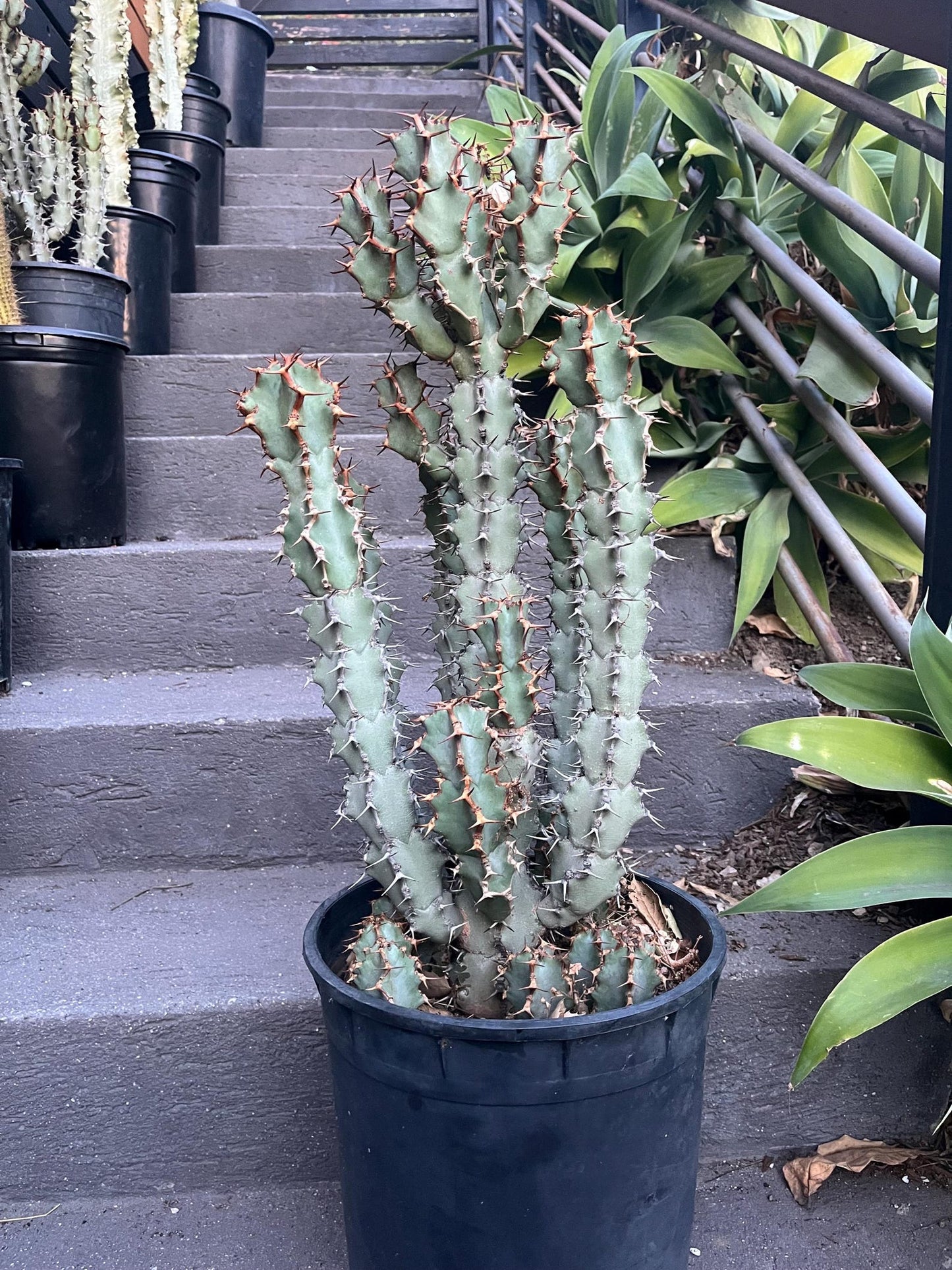 Euphorbia Coerulescens - Handsome Live Rooted Succulent Cacti | landscape garden houseplant DIY