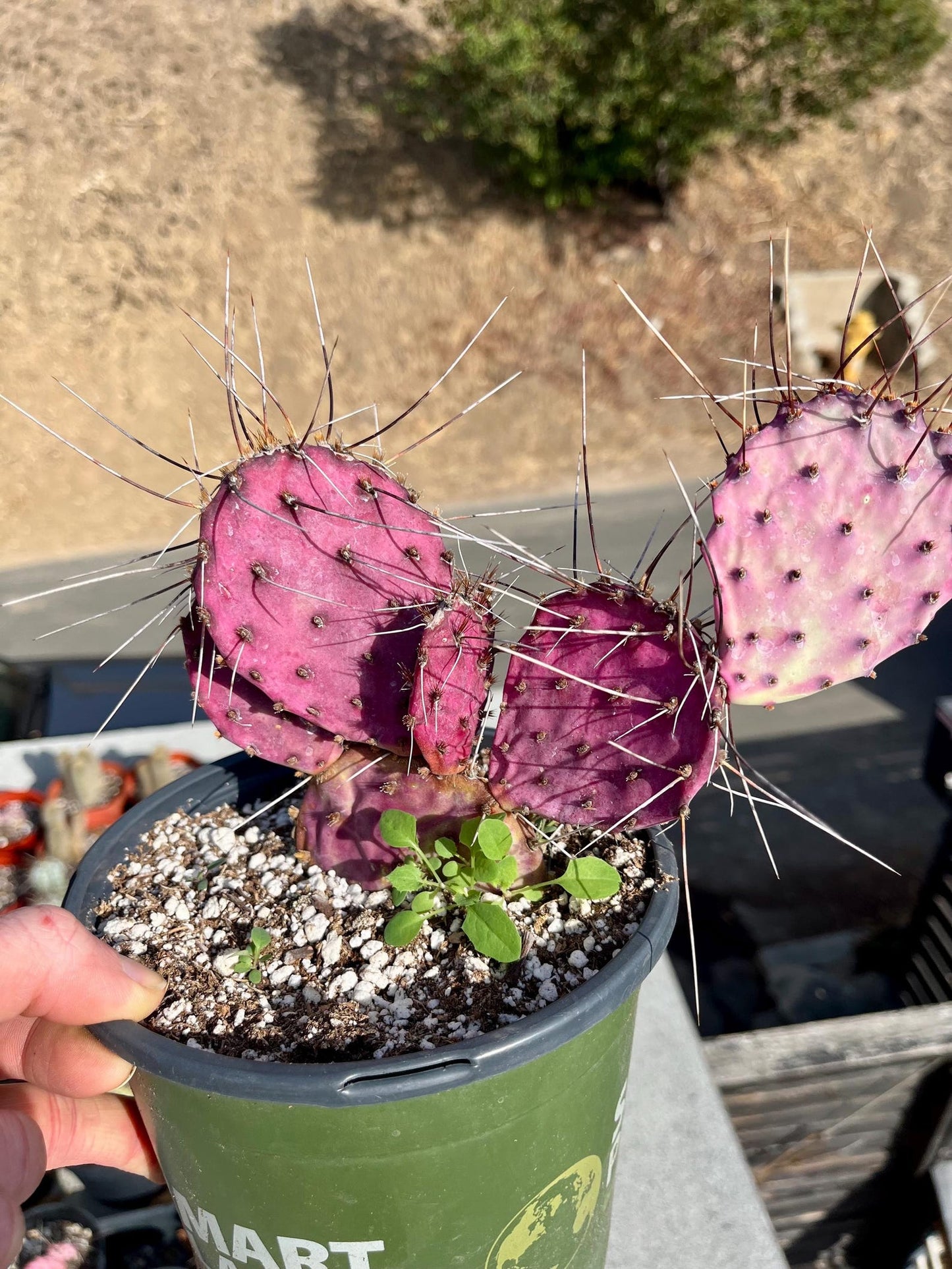 Santa Rita Opuntia or Violet Prickly Pear | Rooted Cactus Clusters & Cuttings