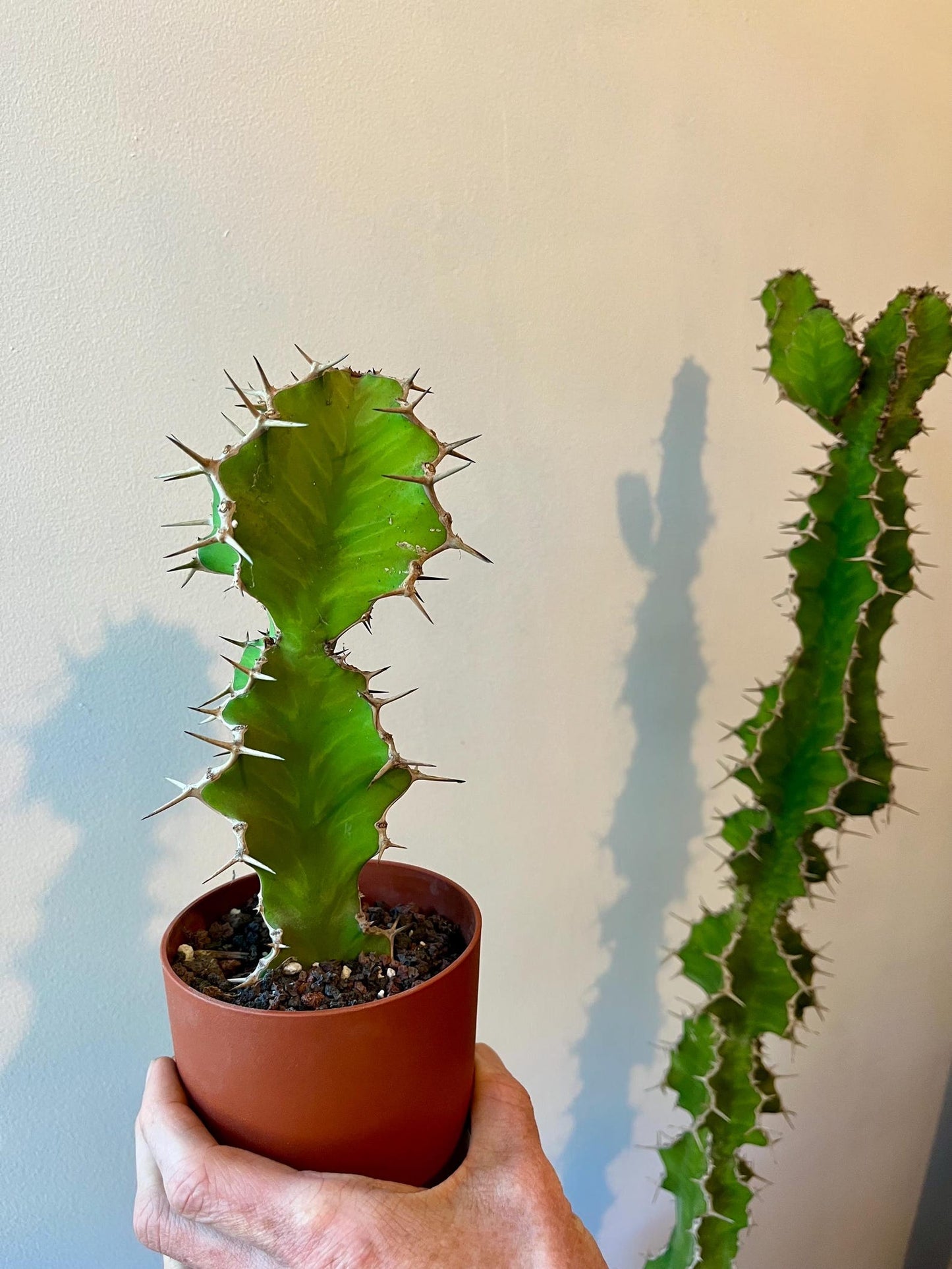 Euphorbia Pseudocactus Tiger Tree Cactus Cuttings | Unique Columnar Succulent | Garden Nature Gift DIY