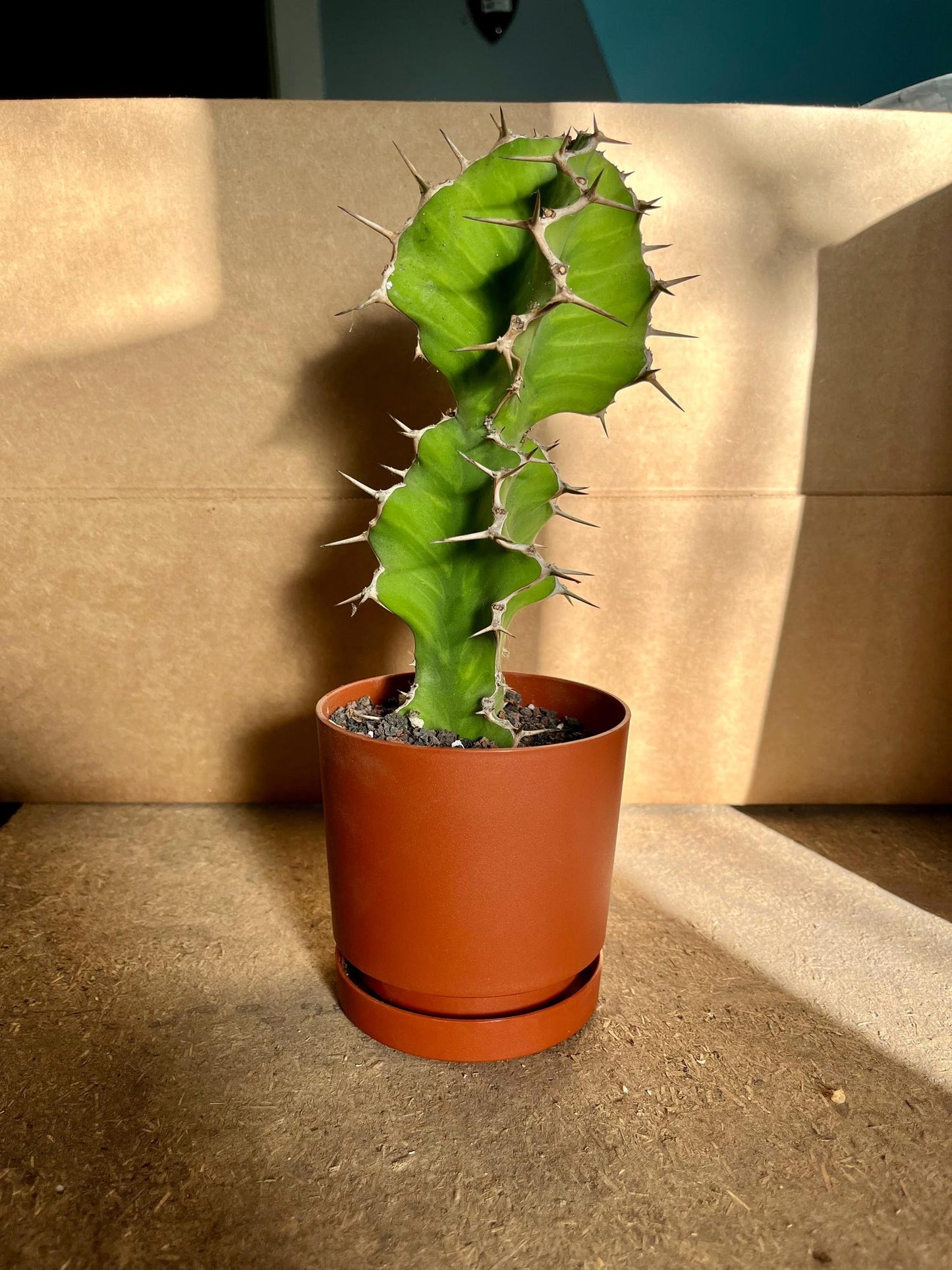 Euphorbia Pseudocactus Tiger Tree Cactus Cuttings | Unique Columnar Succulent | Garden Nature Gift DIY