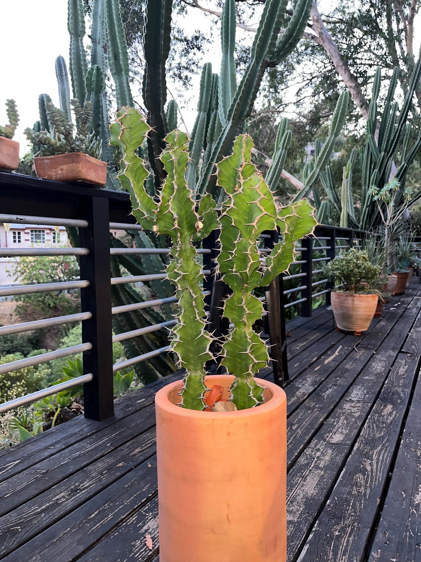 Euphorbia Pseudocactus Tiger Tree Cactus Cuttings | Unique Columnar Succulent | Garden Nature Gift DIY