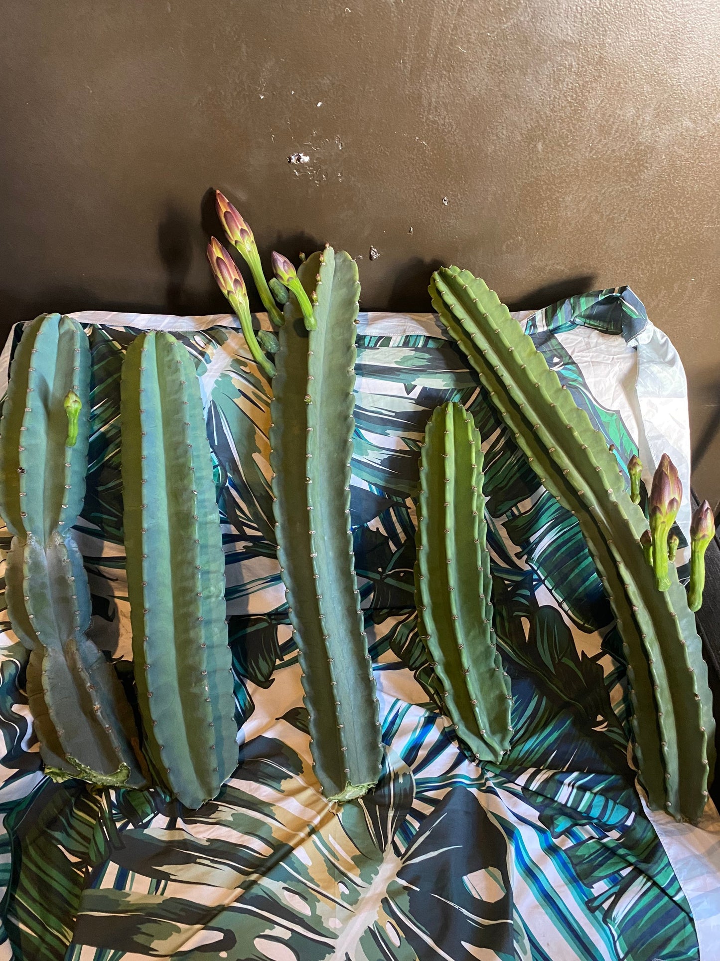 1ft-4ft Cereus Peruvianus | Giant Peruvian Apple Cactus Cuttings