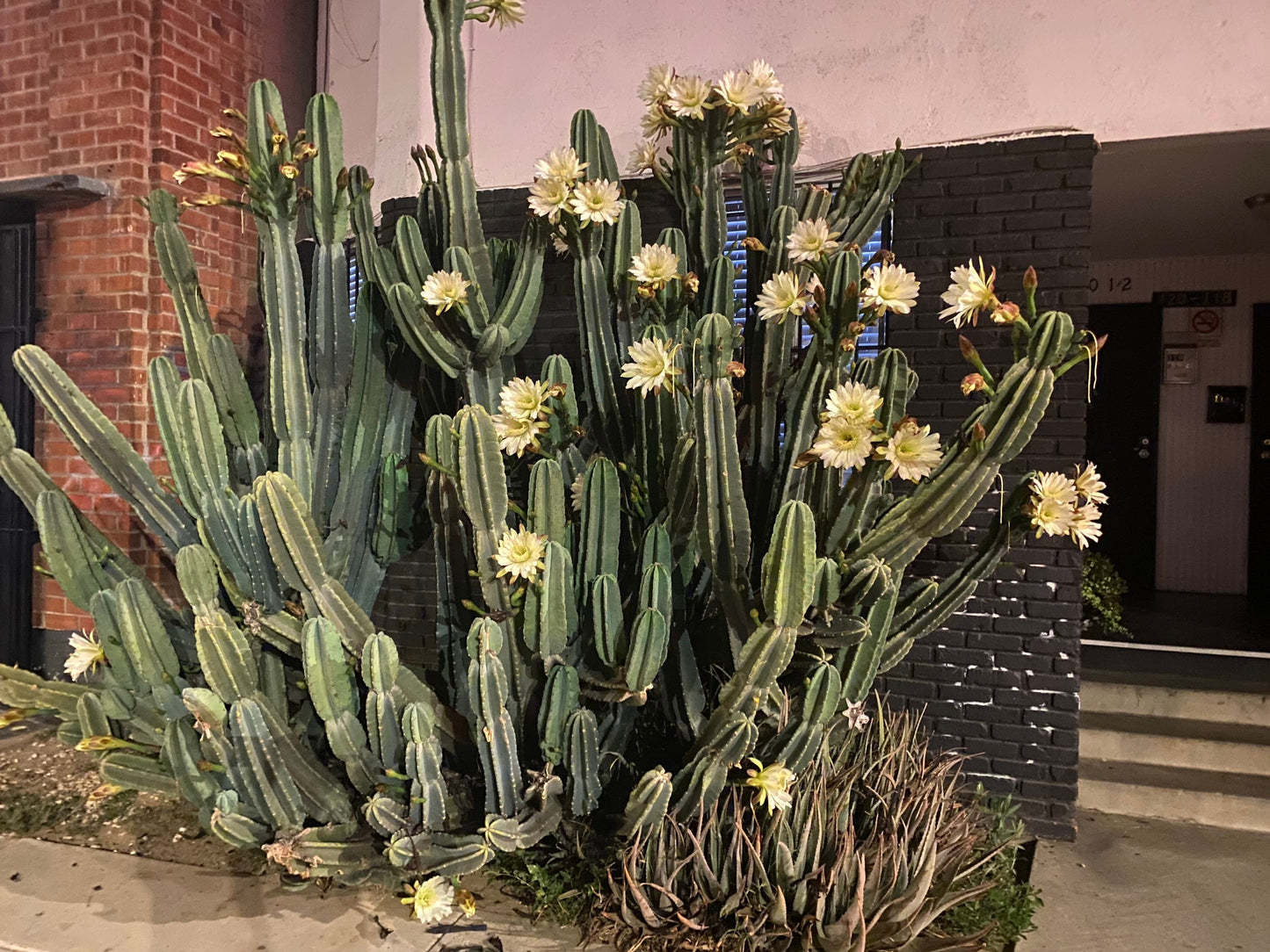 1ft-4ft Cereus Peruvianus | Giant Peruvian Apple Cactus Cuttings