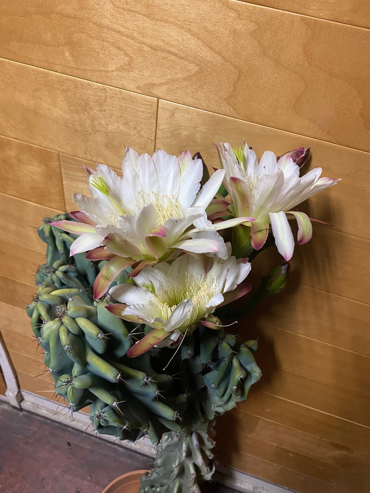 Monstrose Cereus Peruvianus | Monstrose Peruvian Apple Cactus Cuttings