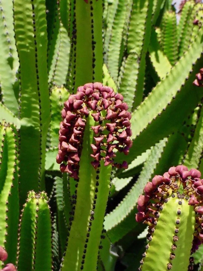 Euphorbia Canariensis | Canary Island Spurge | Unique Cactus-like Succulent | Garden Gift DIY