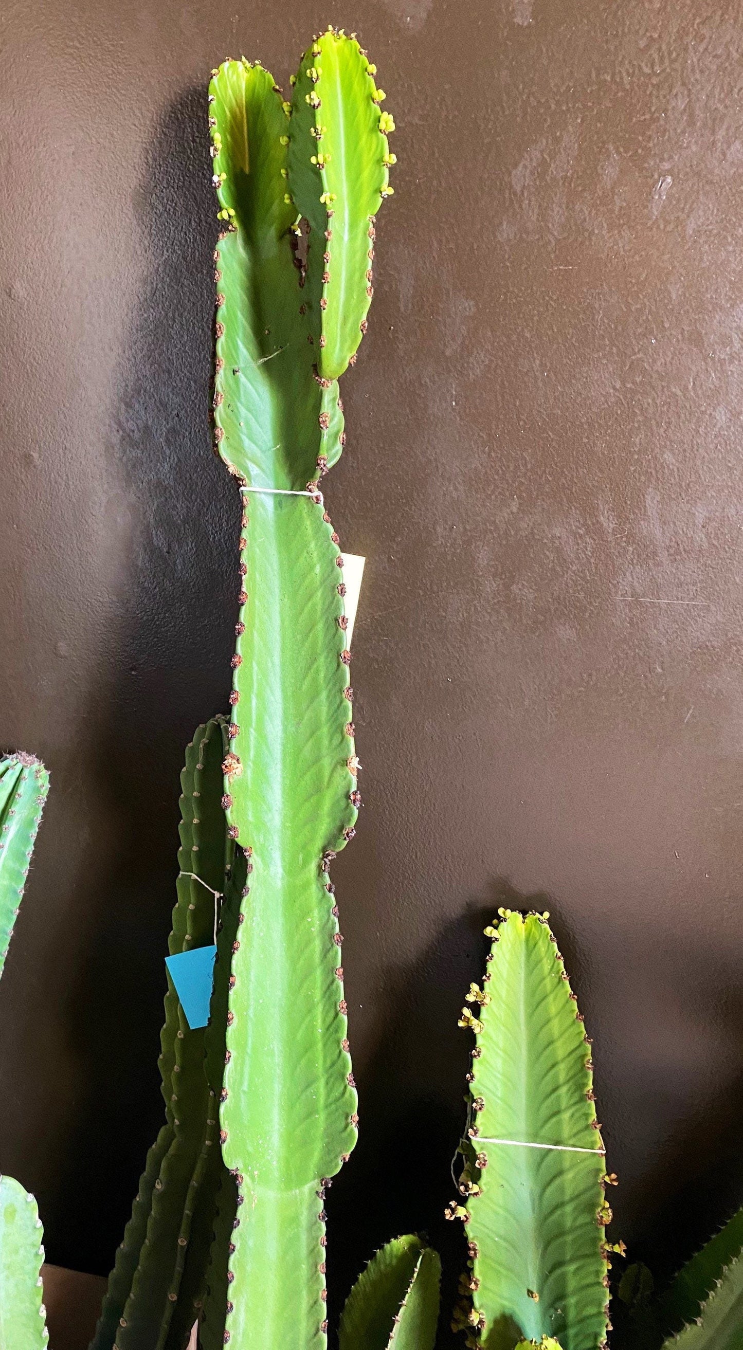 Candelabra Tree Cutting - Euphorbia Ingens | Several Sizes | Succulent, cactus tree, house plant, gift, garden, DIY