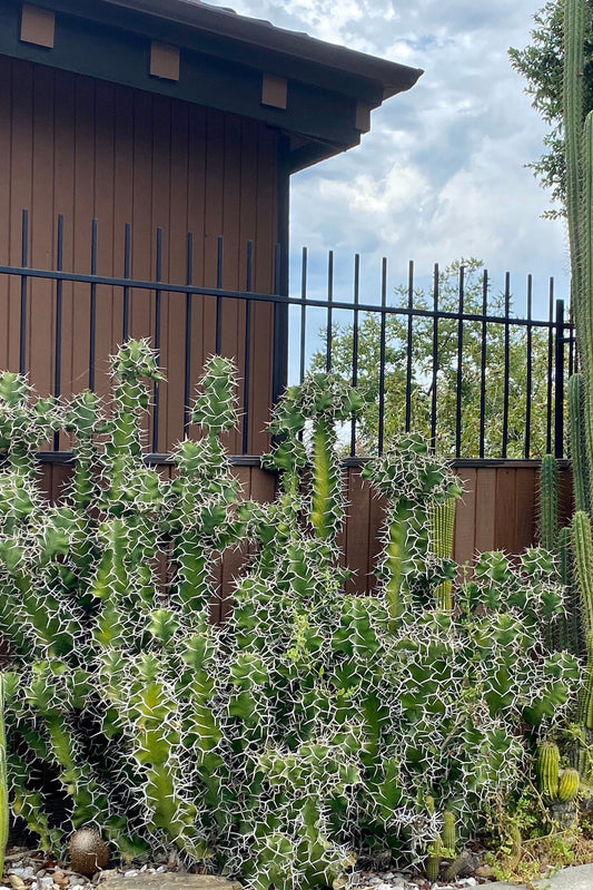 Cow's Horn Cactus | Euphorbia Grandicornis | Exquisite Cactus-like Succulent
