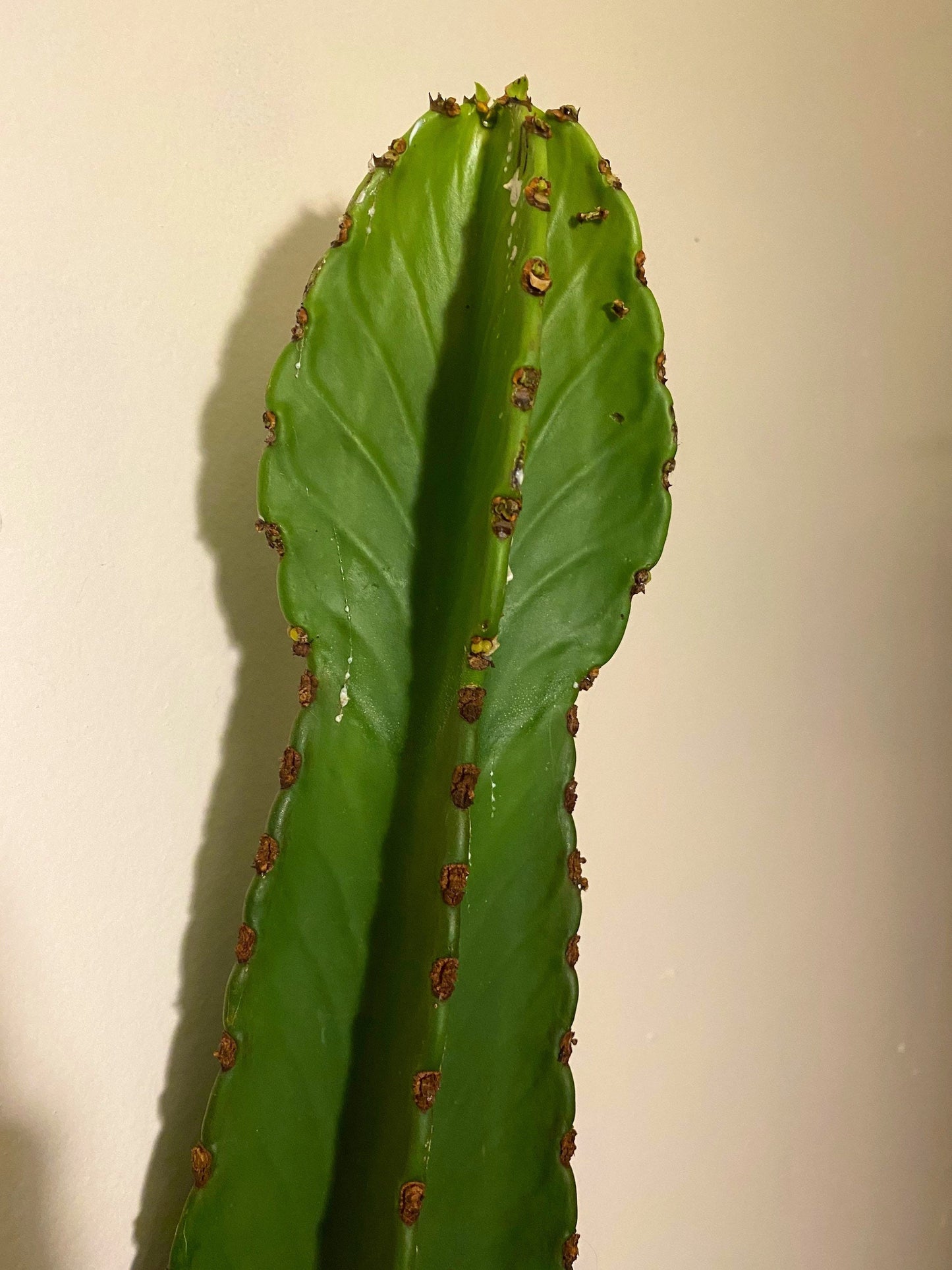Candelabra Tree Cutting - Euphorbia Ingens | Several Sizes | Succulent, cactus tree, house plant, gift, garden, DIY
