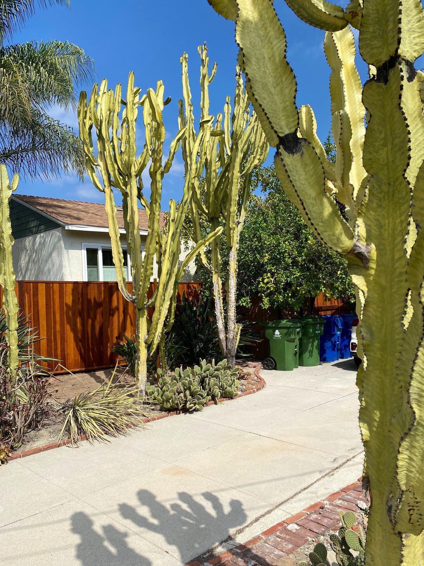 Perfect Euphorbia Ammak Variegated Cactus | Rooted live plant