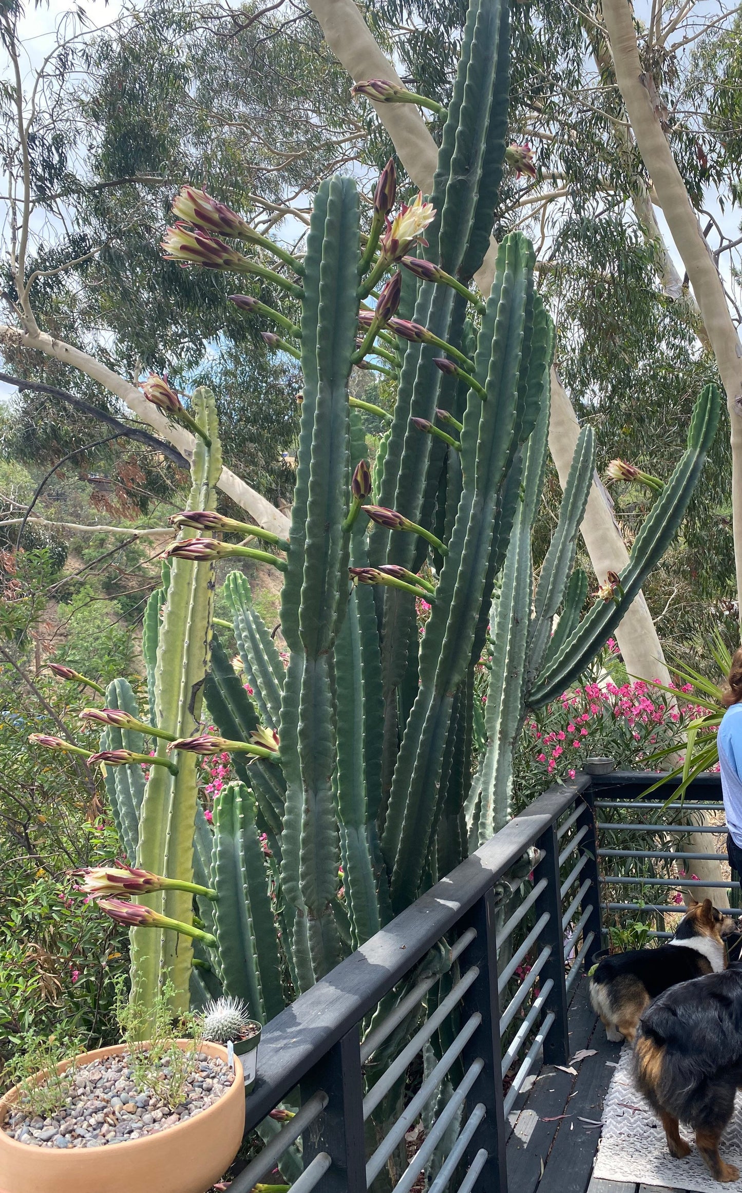 1ft-4ft Cereus Peruvianus | Giant Peruvian Apple Cactus Cuttings