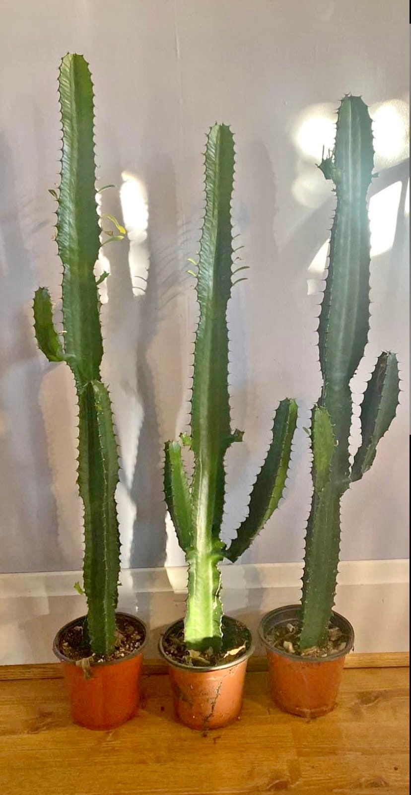 Candelabra Tree Cutting - Euphorbia Ingens | Several Sizes | Succulent, cactus tree, house plant, gift, garden, DIY