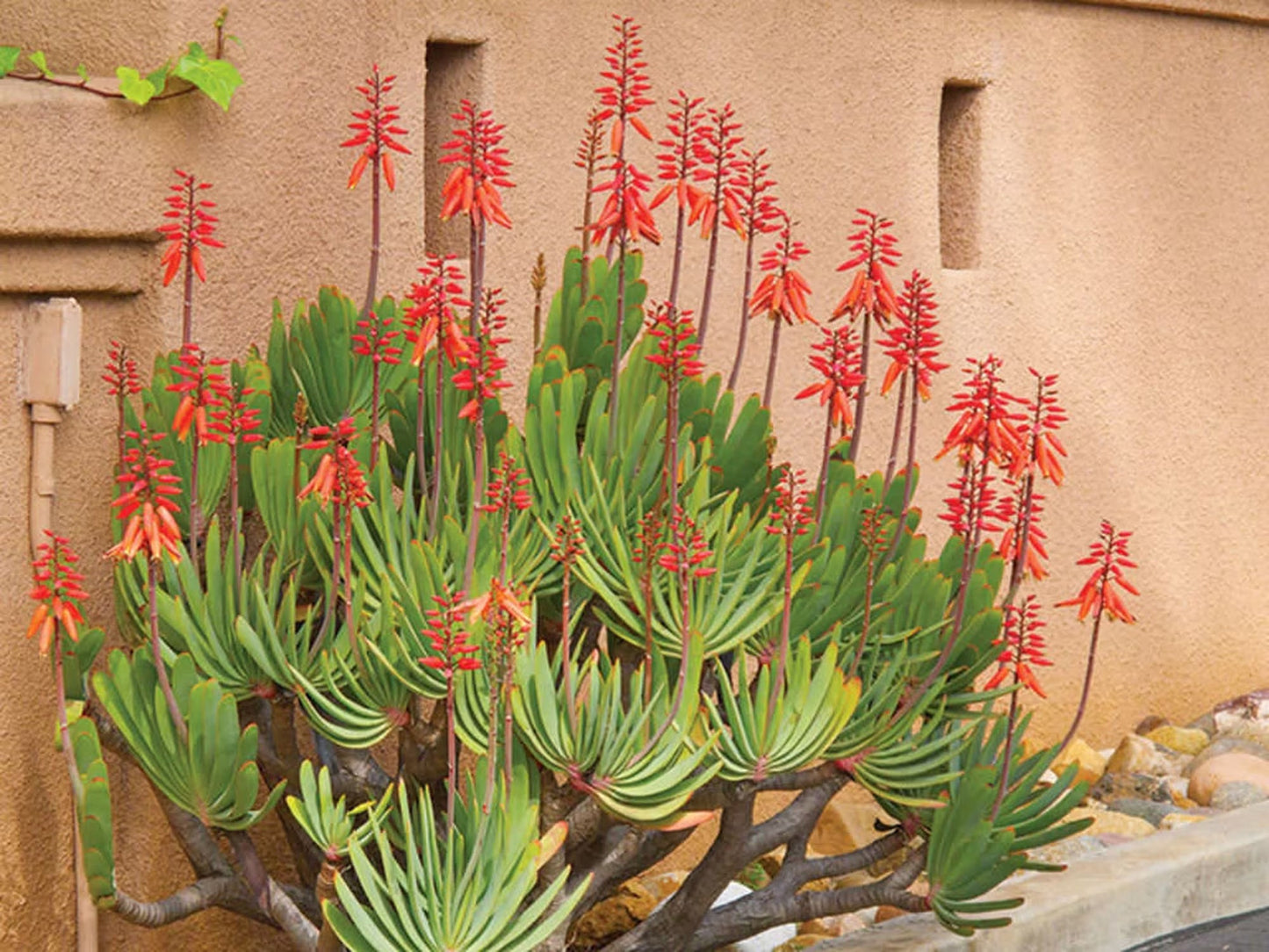 Fan Aloe | Unrivaled size and shape - Mature Live Aloe Kumara plicatilis