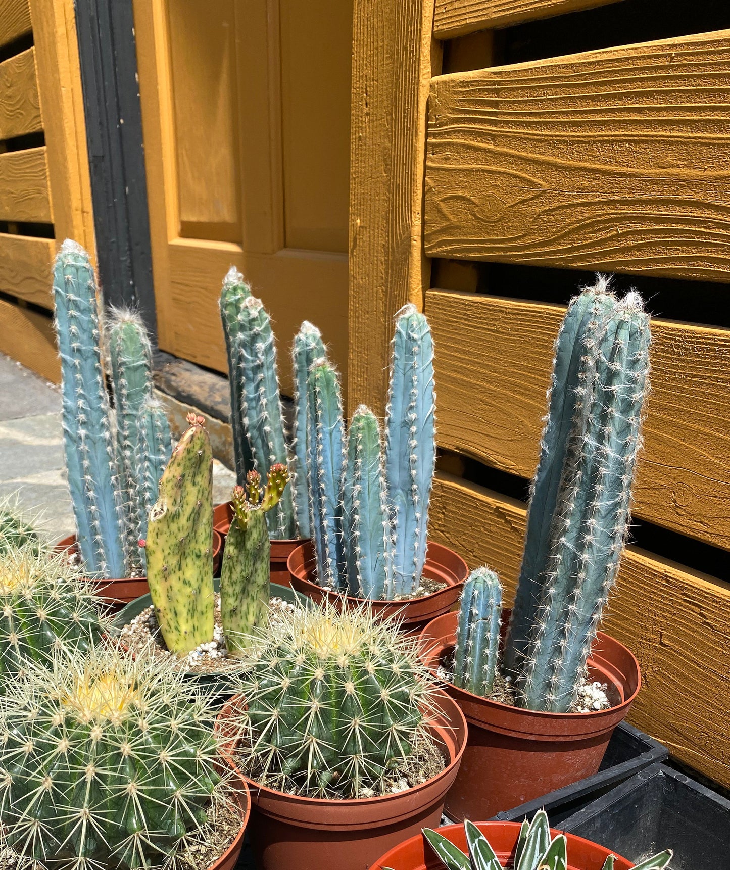 Vivid Blue Torch Cactus | Rare live plant ready to play DIY, Garden, Houseplant, Cactus Collection, Landscape, Gift