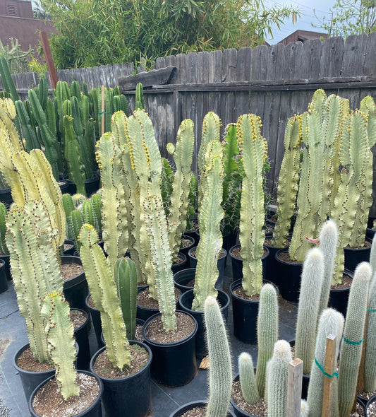 Perfect Euphorbia Ammak Variegated Cactus | Rooted live plant