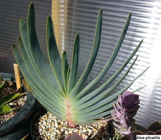 Fan Aloe | Unrivaled size and shape - Mature Live Aloe Kumara plicatilis