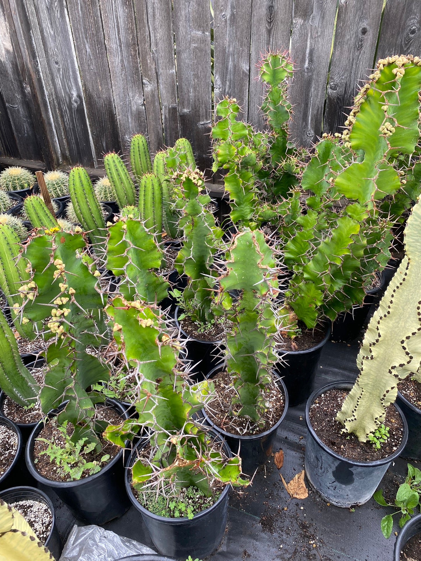 Cow's Horn Cactus | Euphorbia Grandicornis | Exquisite Cactus-like Succulent