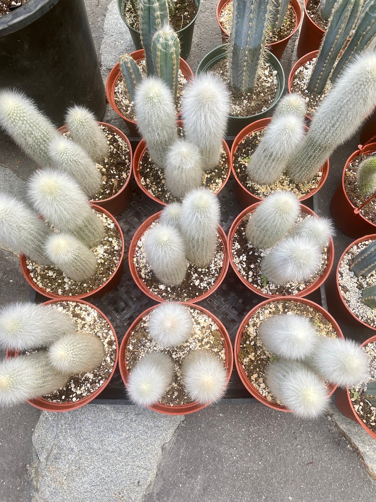 Silver Torch Cactus | Cleistocactus strausii | Remarkable premium cactus