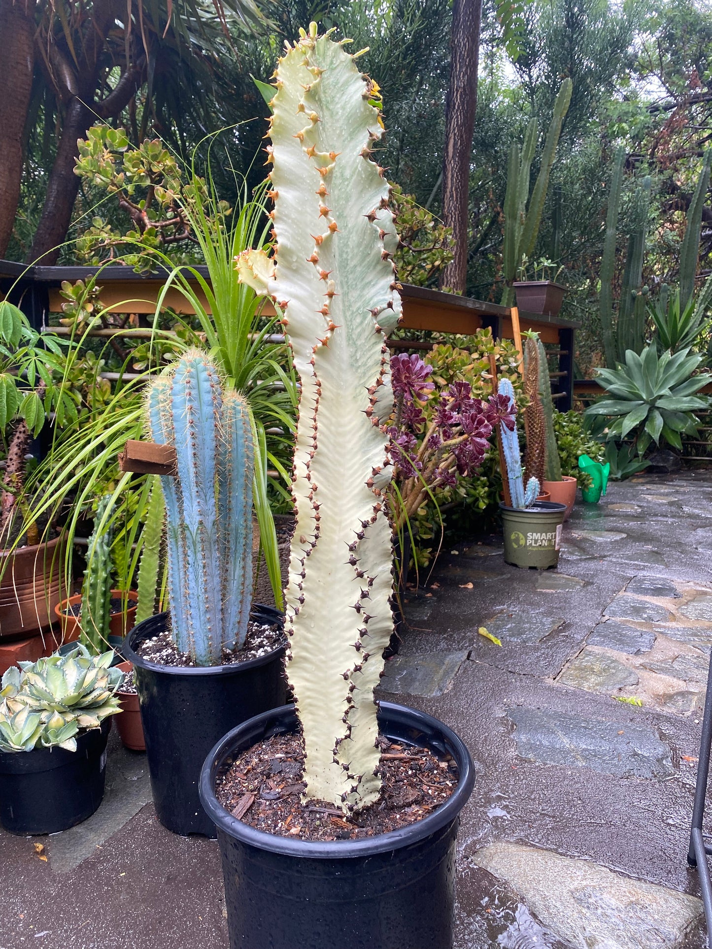 Perfect Euphorbia Ammak Variegated Cactus | Rooted live plant