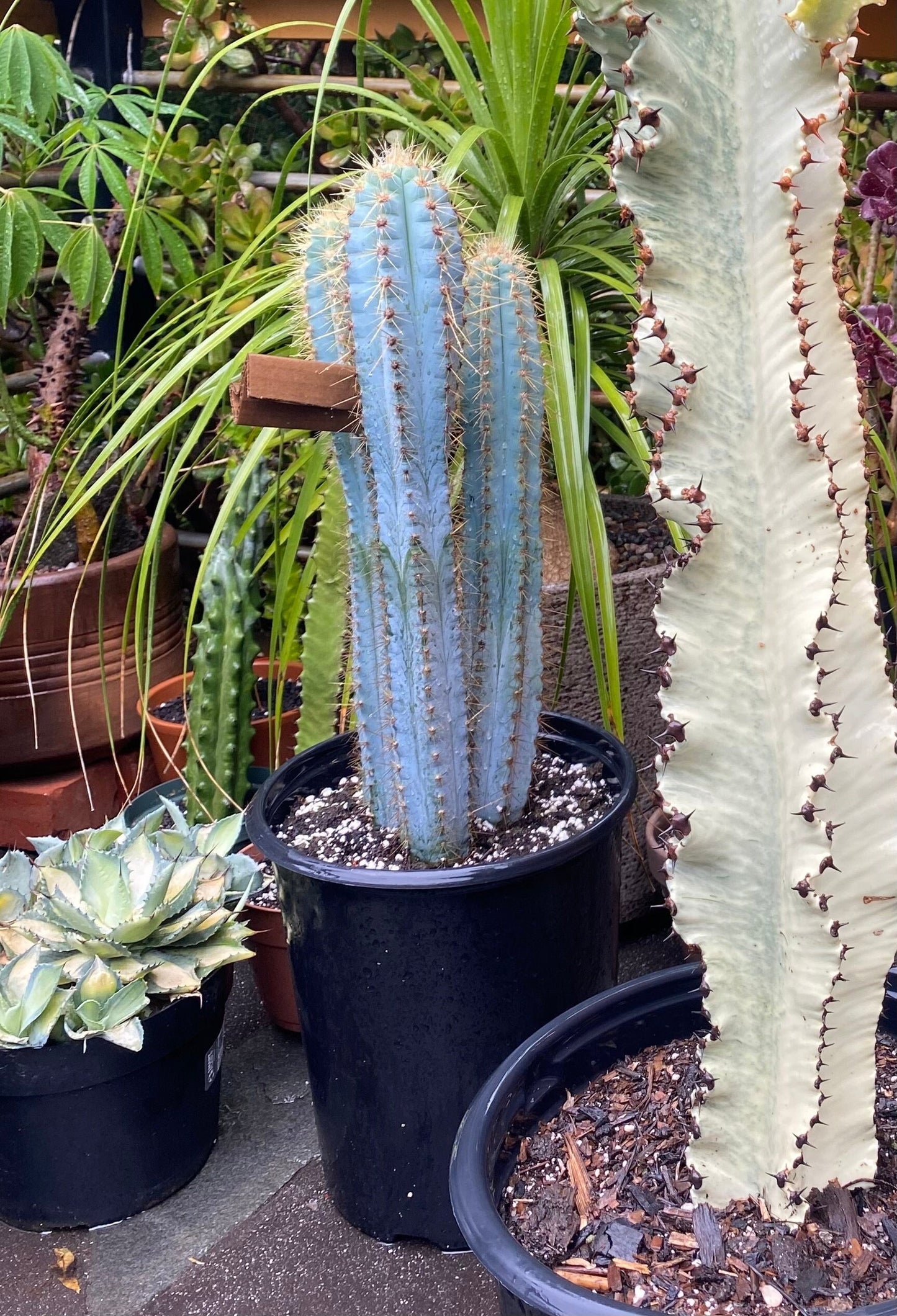 Vivid Blue Torch Cactus | Rare live plant ready to play DIY, Garden, Houseplant, Cactus Collection, Landscape, Gift