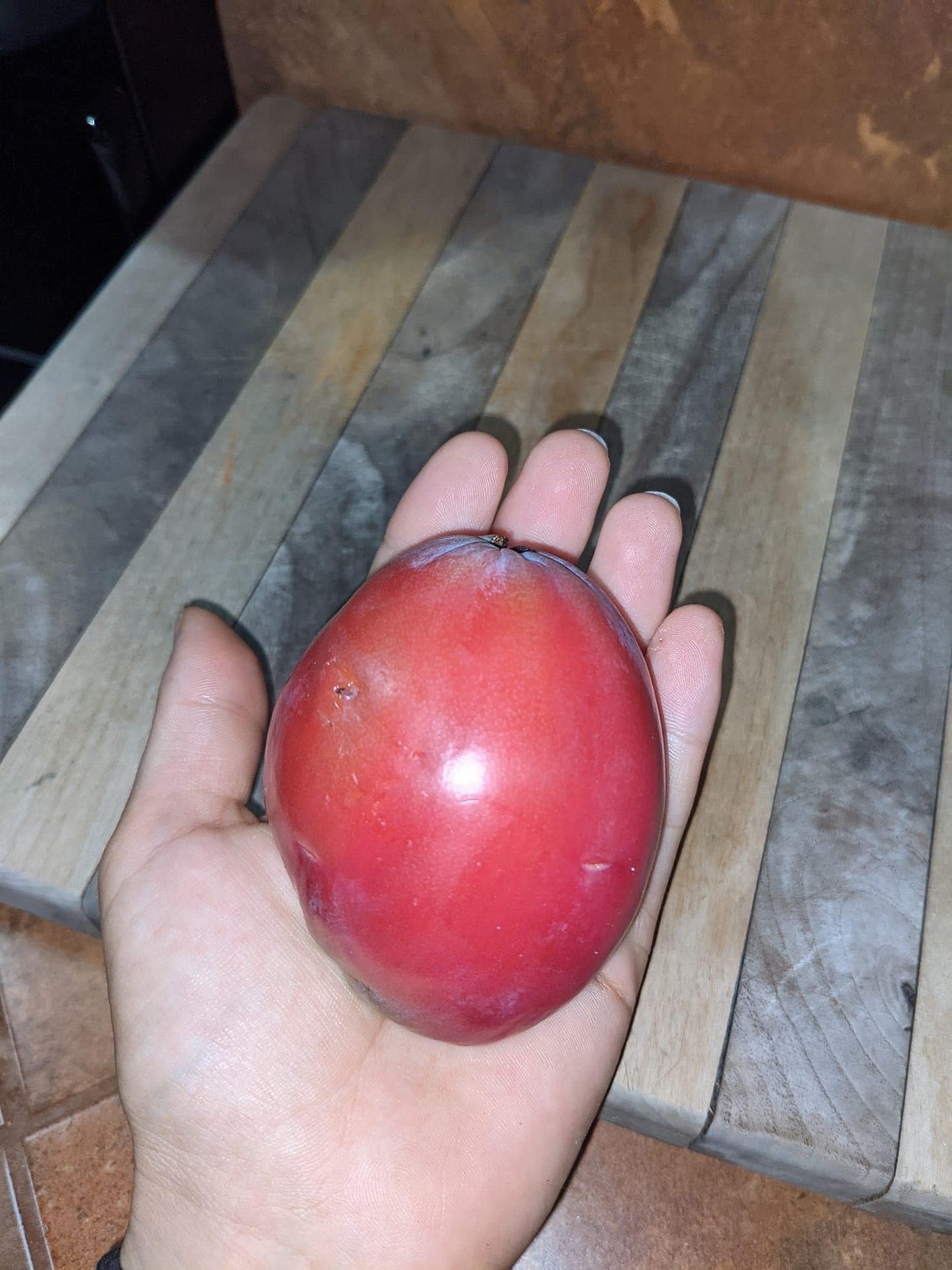 Rooted Cereus Peruvianus | Giant Peruvian Apple Cactus - live plant in variety of sizes