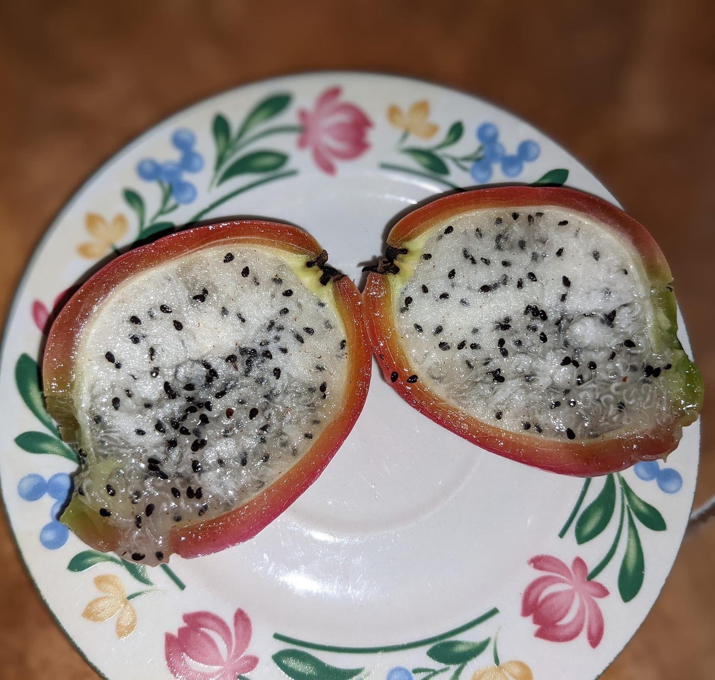 Rooted Cereus Peruvianus | Giant Peruvian Apple Cactus - live plant in variety of sizes